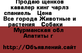 Продаю щенков кавалер кинг чарлз спаниель › Цена ­ 40 000 - Все города Животные и растения » Собаки   . Мурманская обл.,Апатиты г.